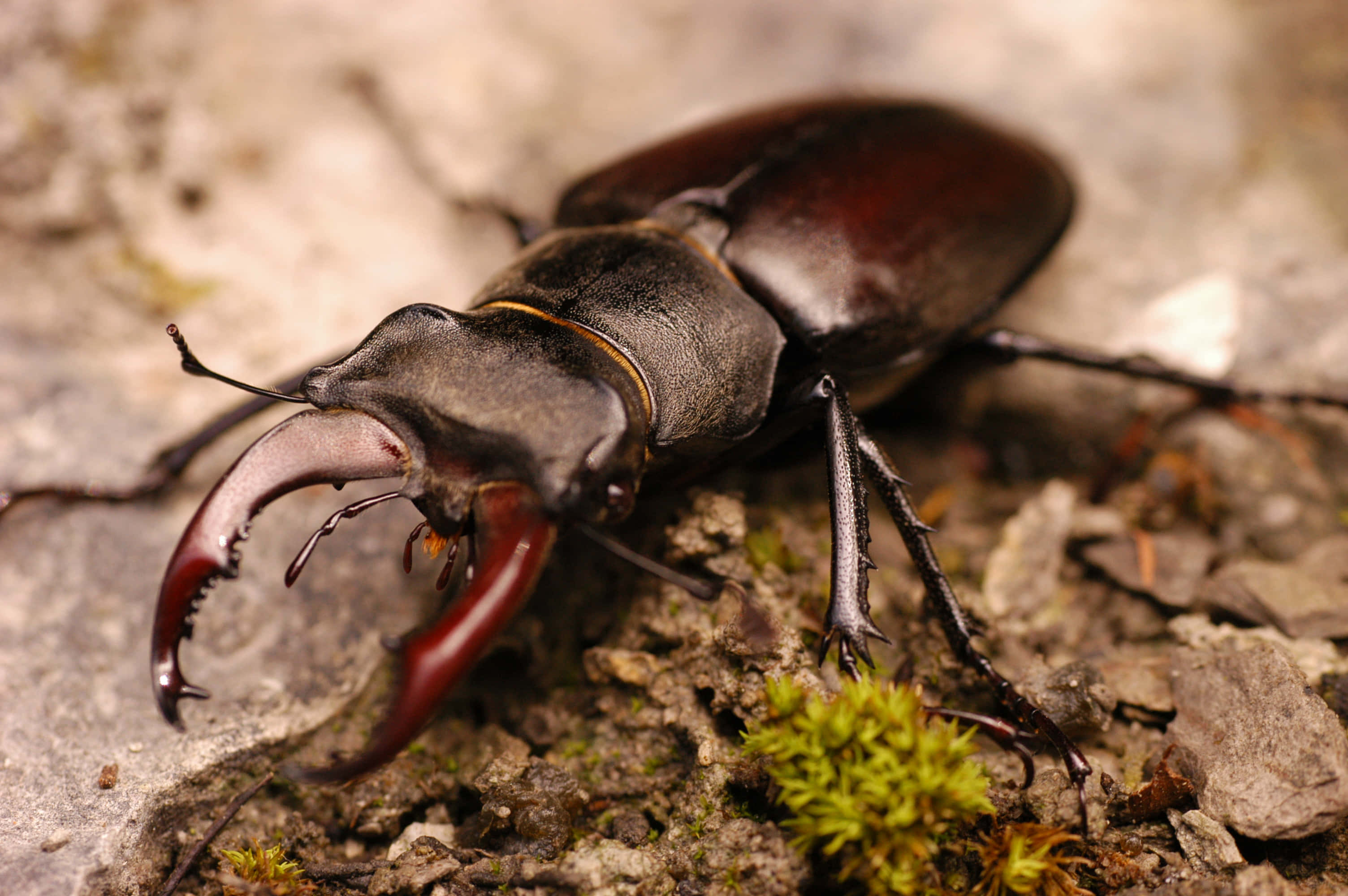 Stag Beetle, glossy dark brown exoskeleton, prominent reddish mandibles, 2K Desktop Wallpaper