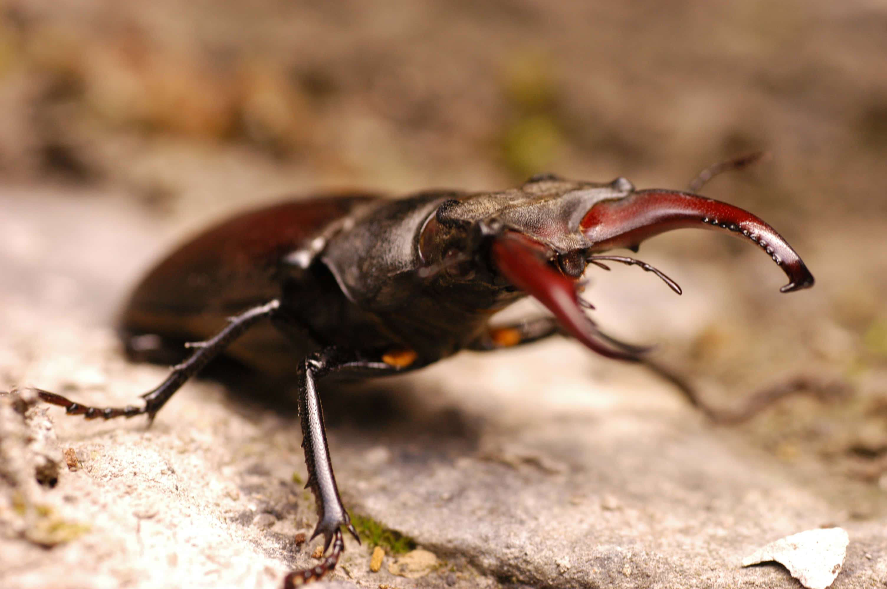 stag beetle, glossy dark brown exoskeleton, prominent reddish-brown mandibles, 2K Desktop Wallpaper