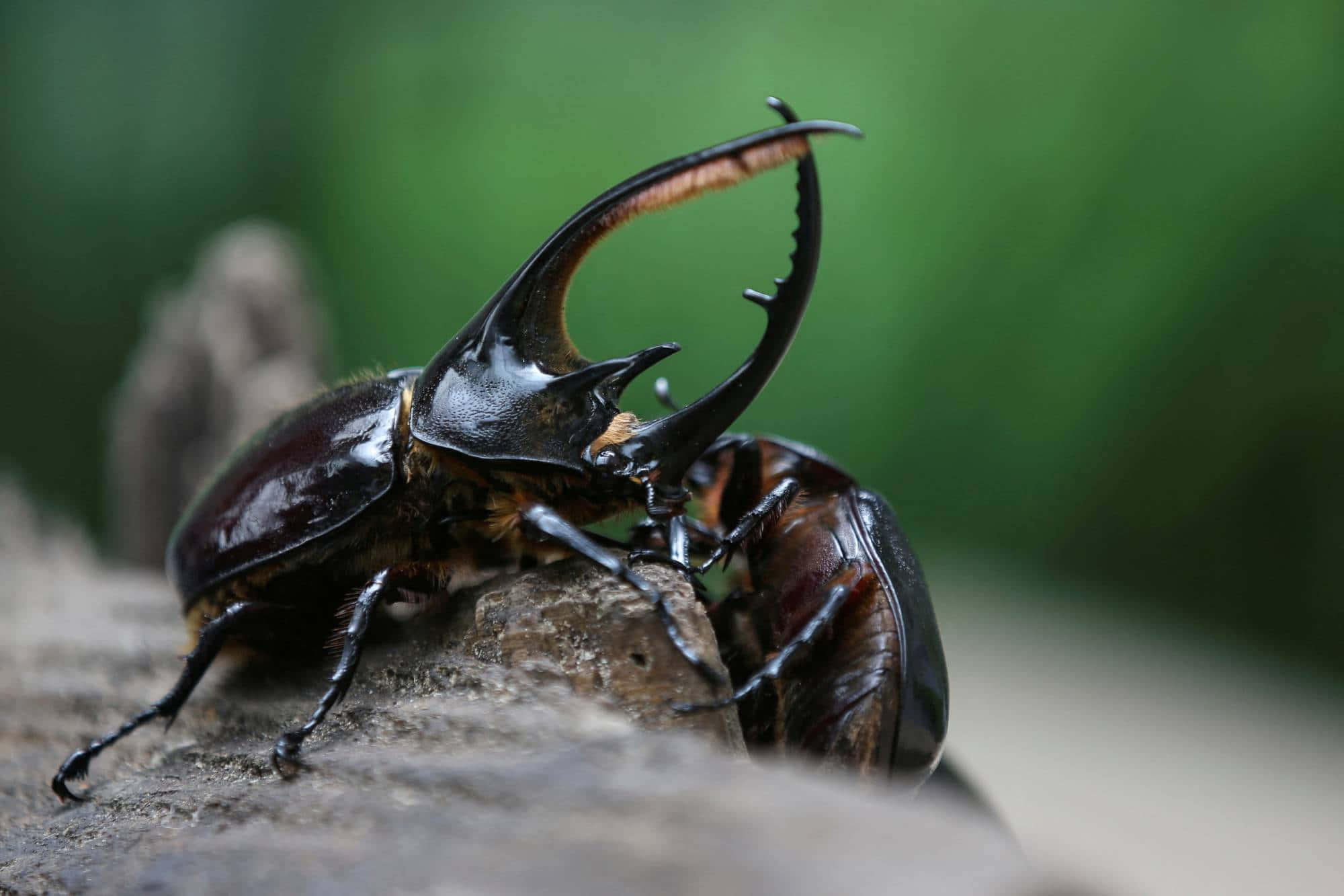 stag beetle, glossy black, curved horns, Full HD Desktop Wallpaper