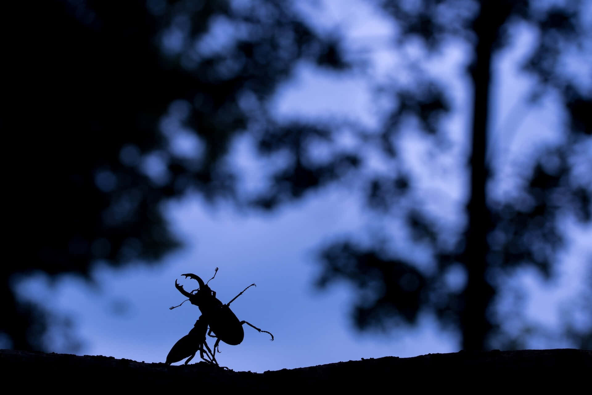 stag beetle, silhouette, log, Full HD Desktop Wallpaper