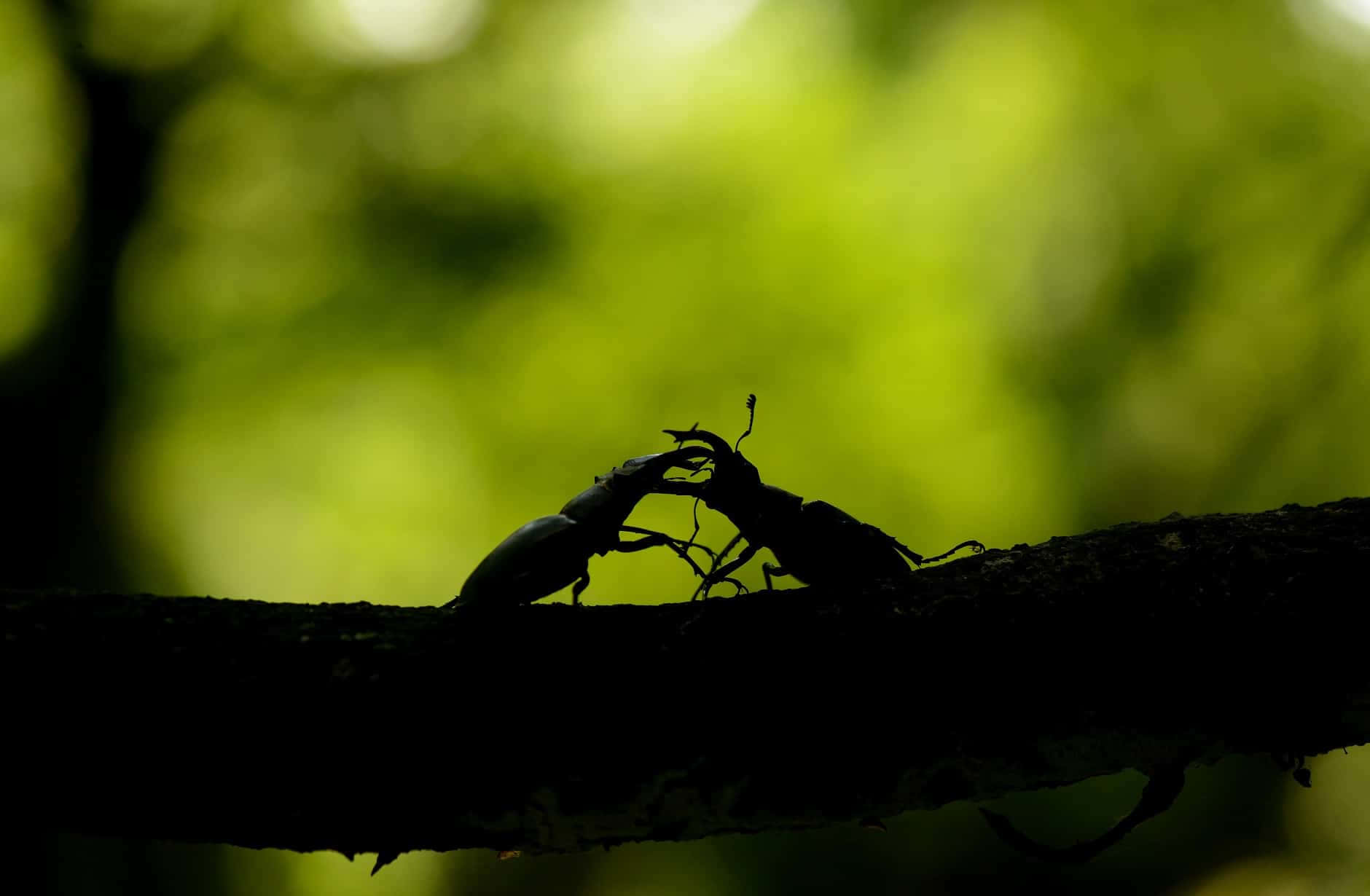 stag beetle, silhouette, tree branch, HD Desktop Wallpaper
