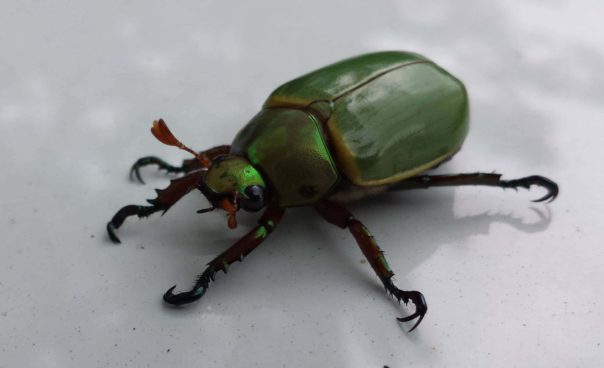 green stag beetle, shiny green beetle, metallic iridescence, Full HD Desktop Wallpaper