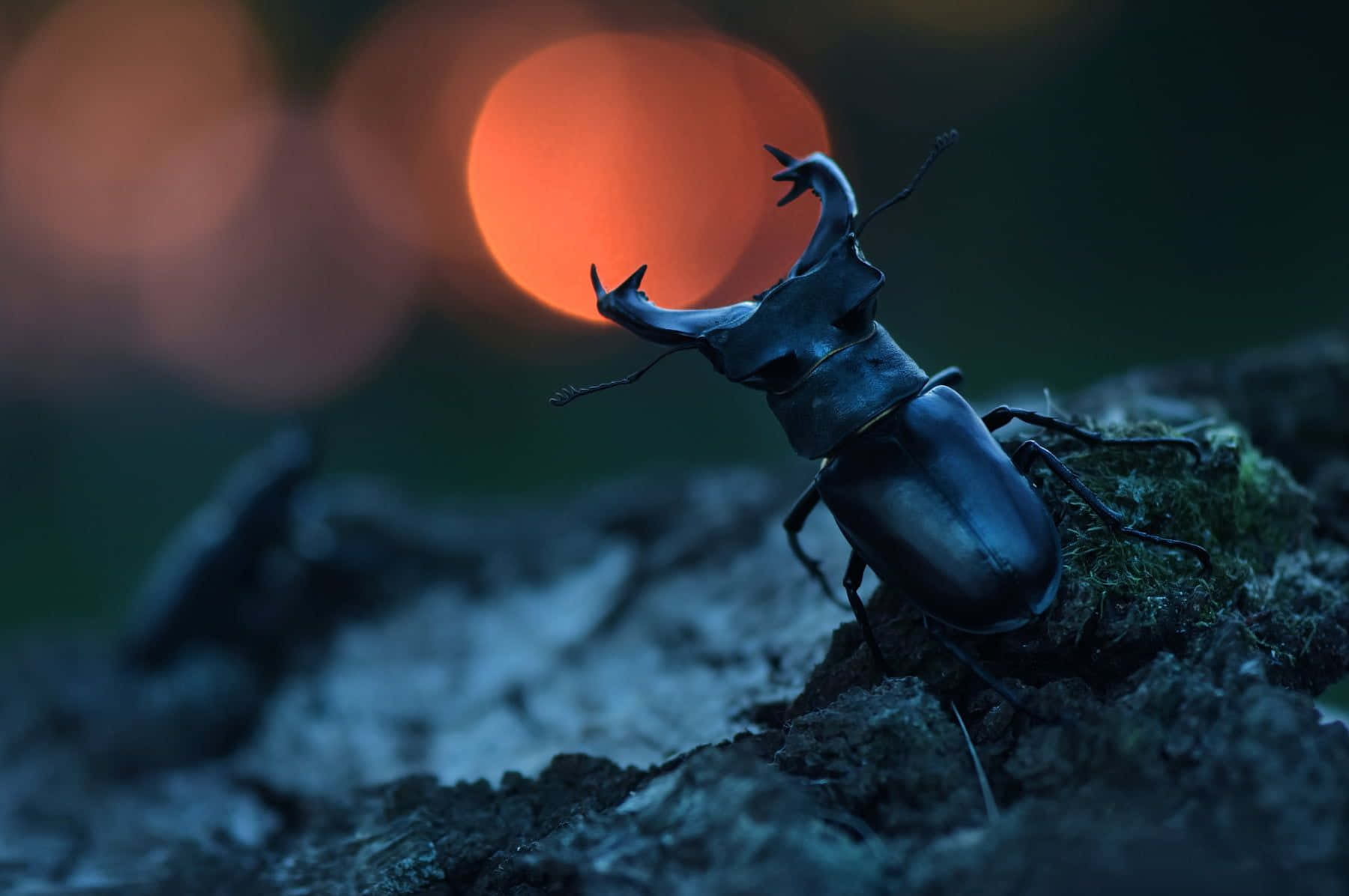 Stag Beetle, glossy black, mossy bark, HD Desktop Wallpaper