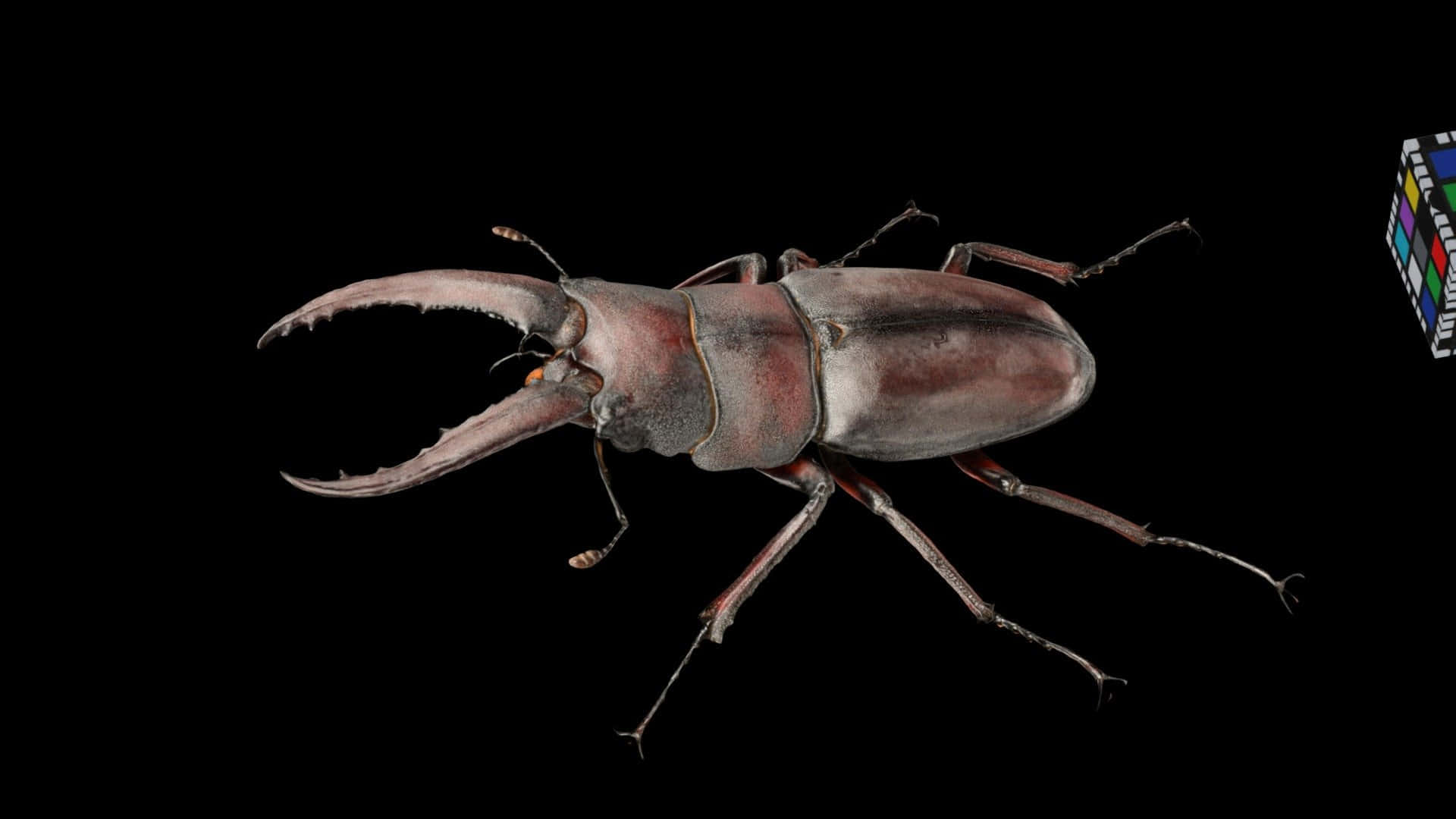 Stag Beetle, metallic reddish-brown exoskeleton, prominent curved mandibles, Full HD Desktop Wallpaper