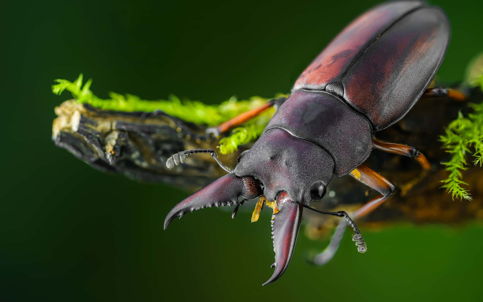 stag beetle, majestic mandibles, mossy branch, HD Desktop Wallpaper