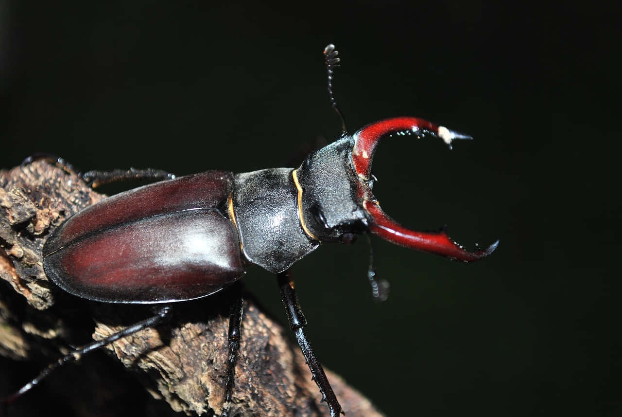 stag beetle, glossy dark brown elytra, vibrant red mandibles, HD Desktop Wallpaper