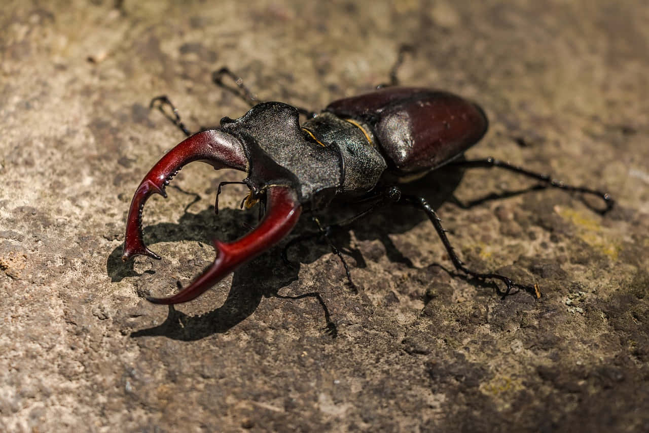 stag beetle, glossy dark red mandibles, metallic green thorax, HD Desktop Wallpaper