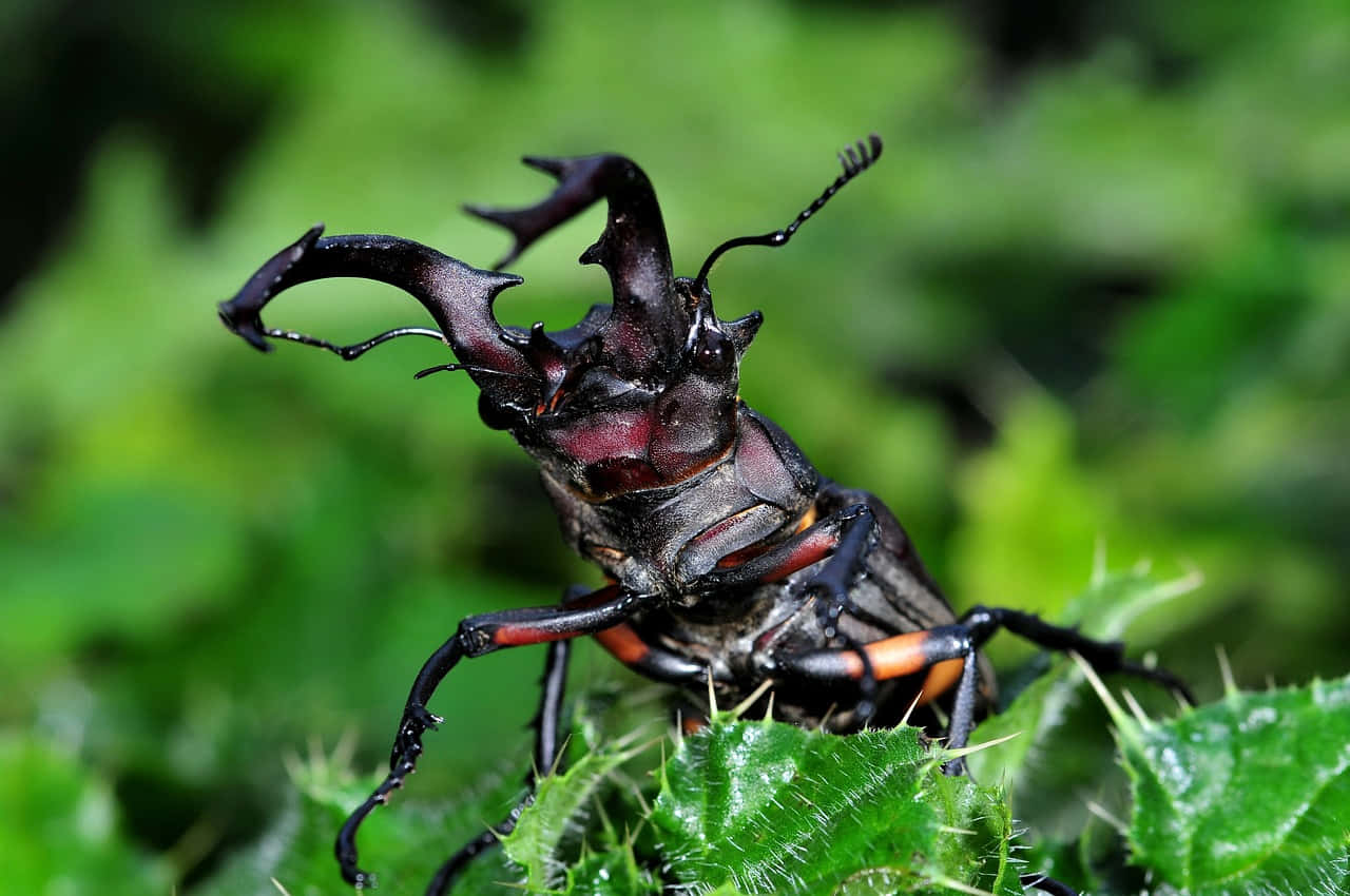 Stag Beetle, iridescent black and red exoskeleton, spiky green leaf, HD Desktop Wallpaper