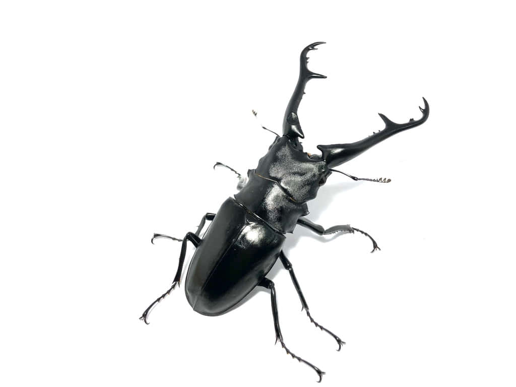 Stag Beetle, glossy black, large curved mandibles, SD Desktop Wallpaper