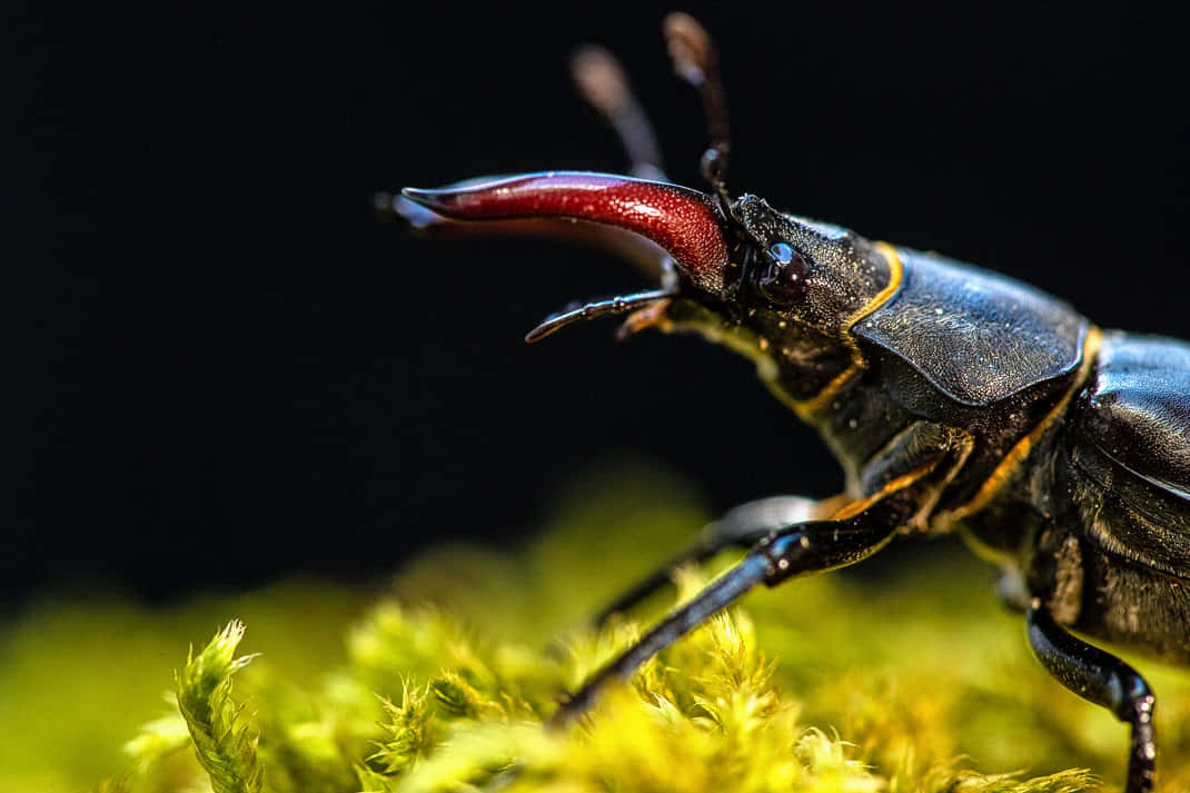 stag beetle, glossy red mandible, vibrant green moss, SD Desktop Wallpaper