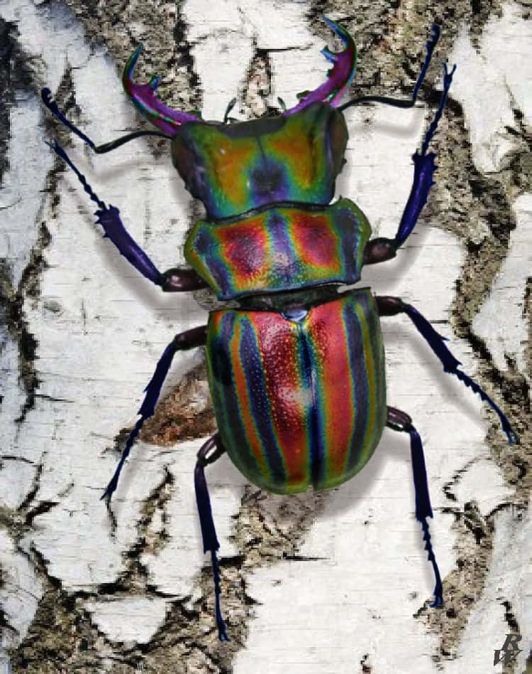stag beetle, rainbow hues, textured white birch bark, SD Phone Wallpaper
