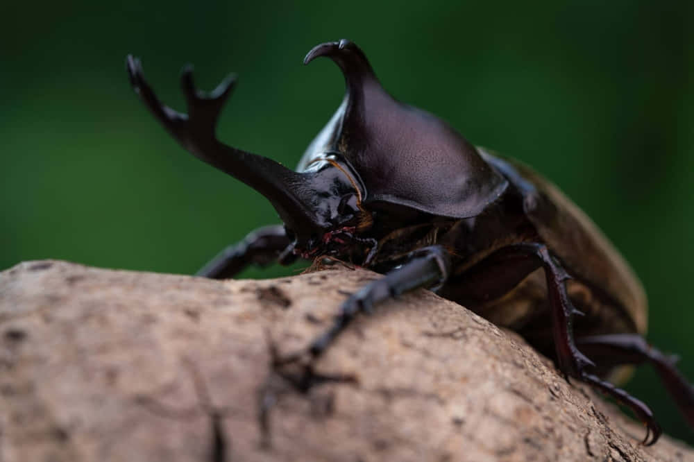 Stag Beetle, glossy black, prominent horns, SD Desktop Wallpaper