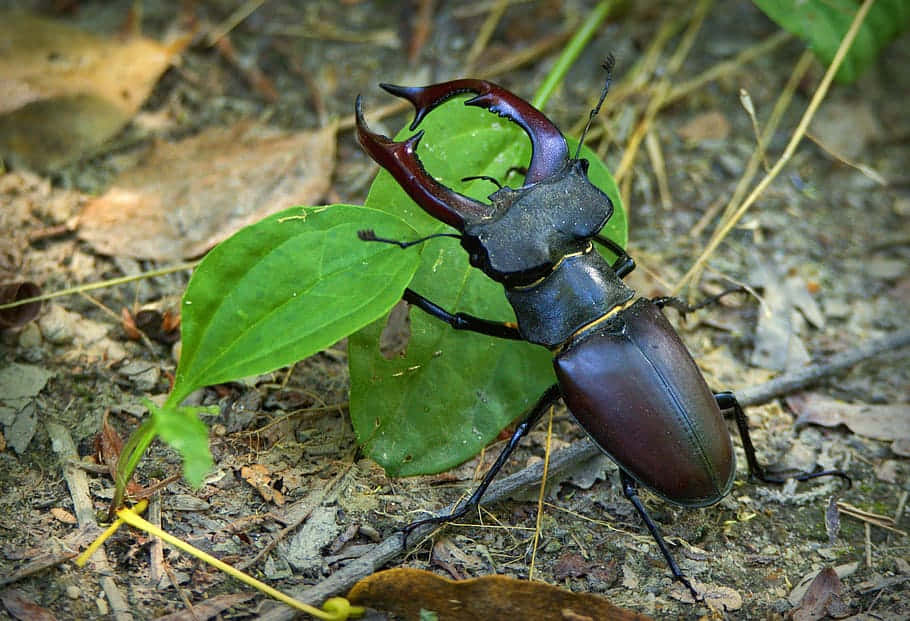 stag beetle, iridescent dark brown horns, vibrant green leaf, SD Desktop Wallpaper
