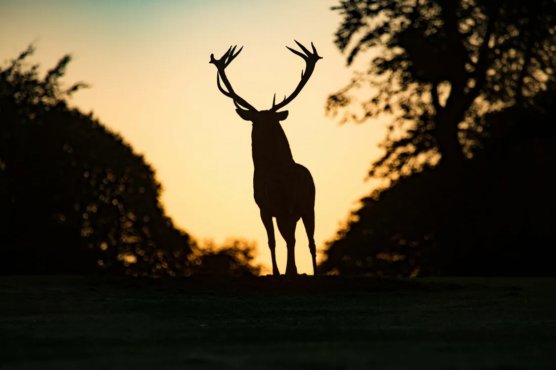Stag