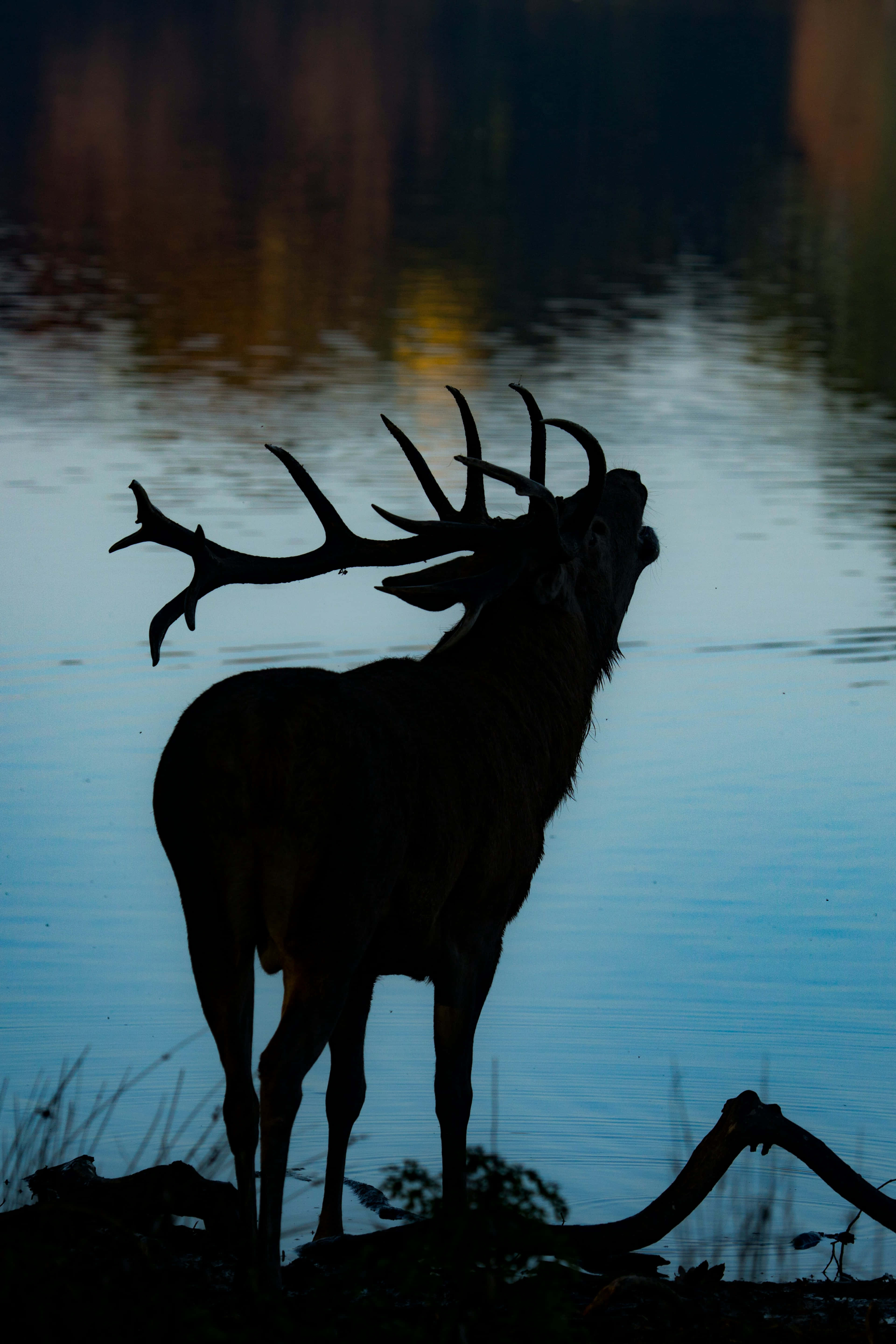 stag, twilight lake, autumnal hues, 5K Phone Wallpaper