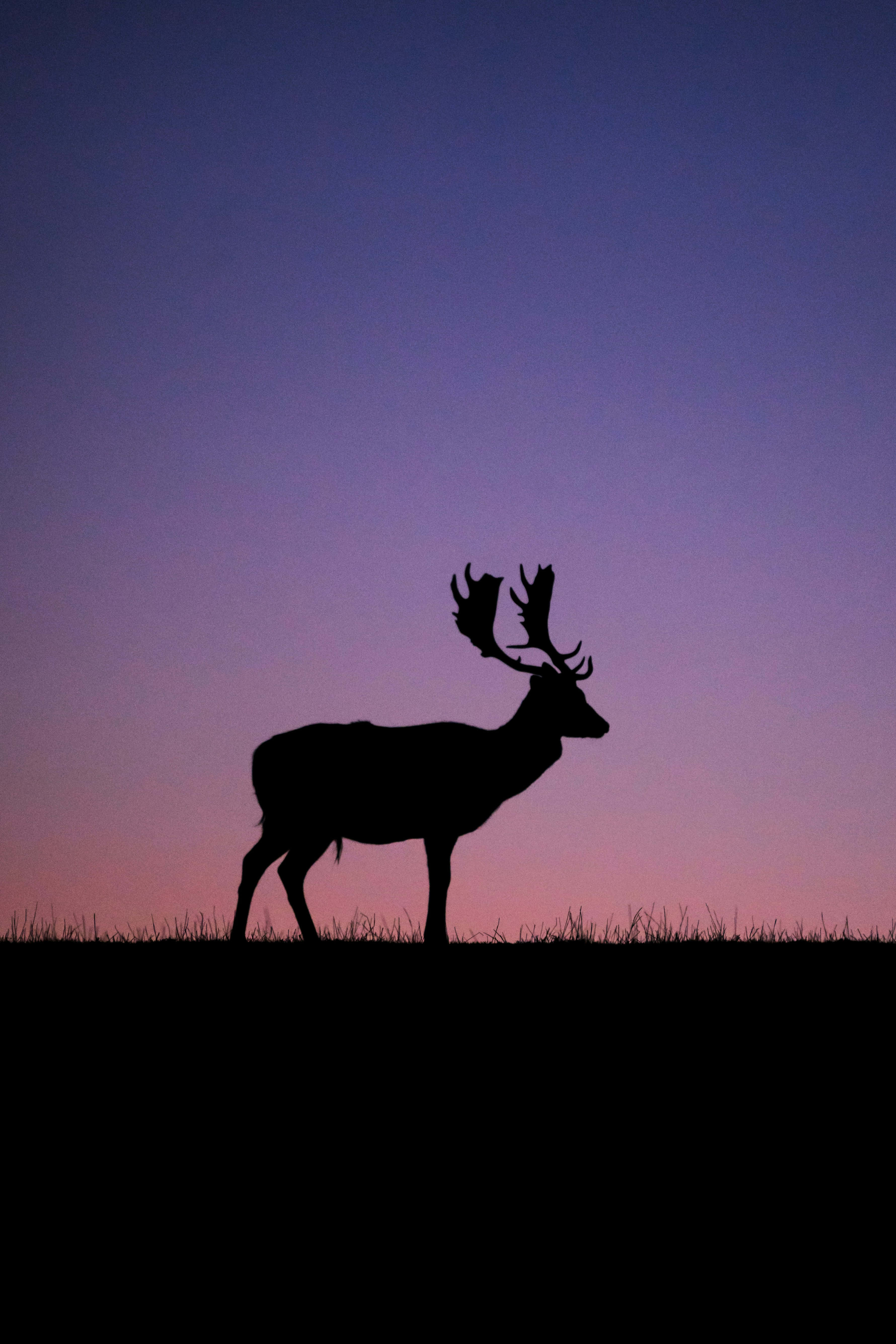 Stag, dusk, twilight sky, 5K Phone Wallpaper