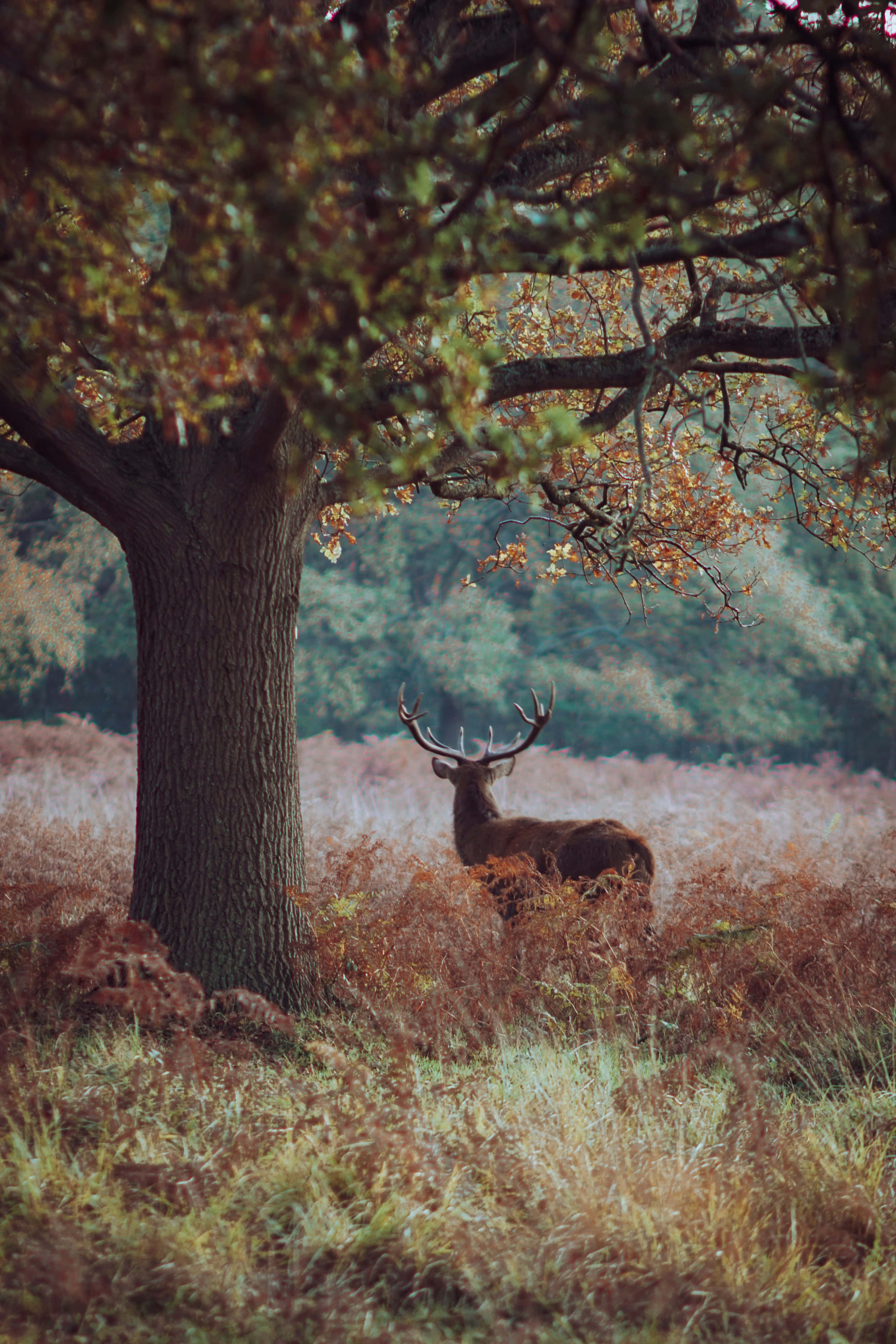 autumn stag, forest glade, golden leaves, 4K Phone Wallpaper