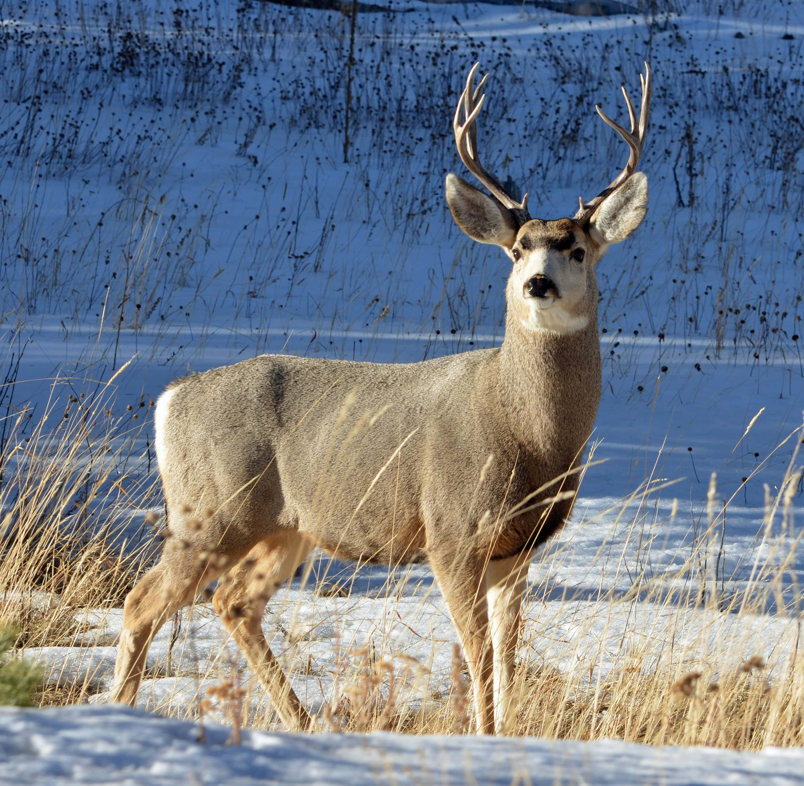 majestic buck, large antlers, snowy field, 2K Desktop Wallpaper
