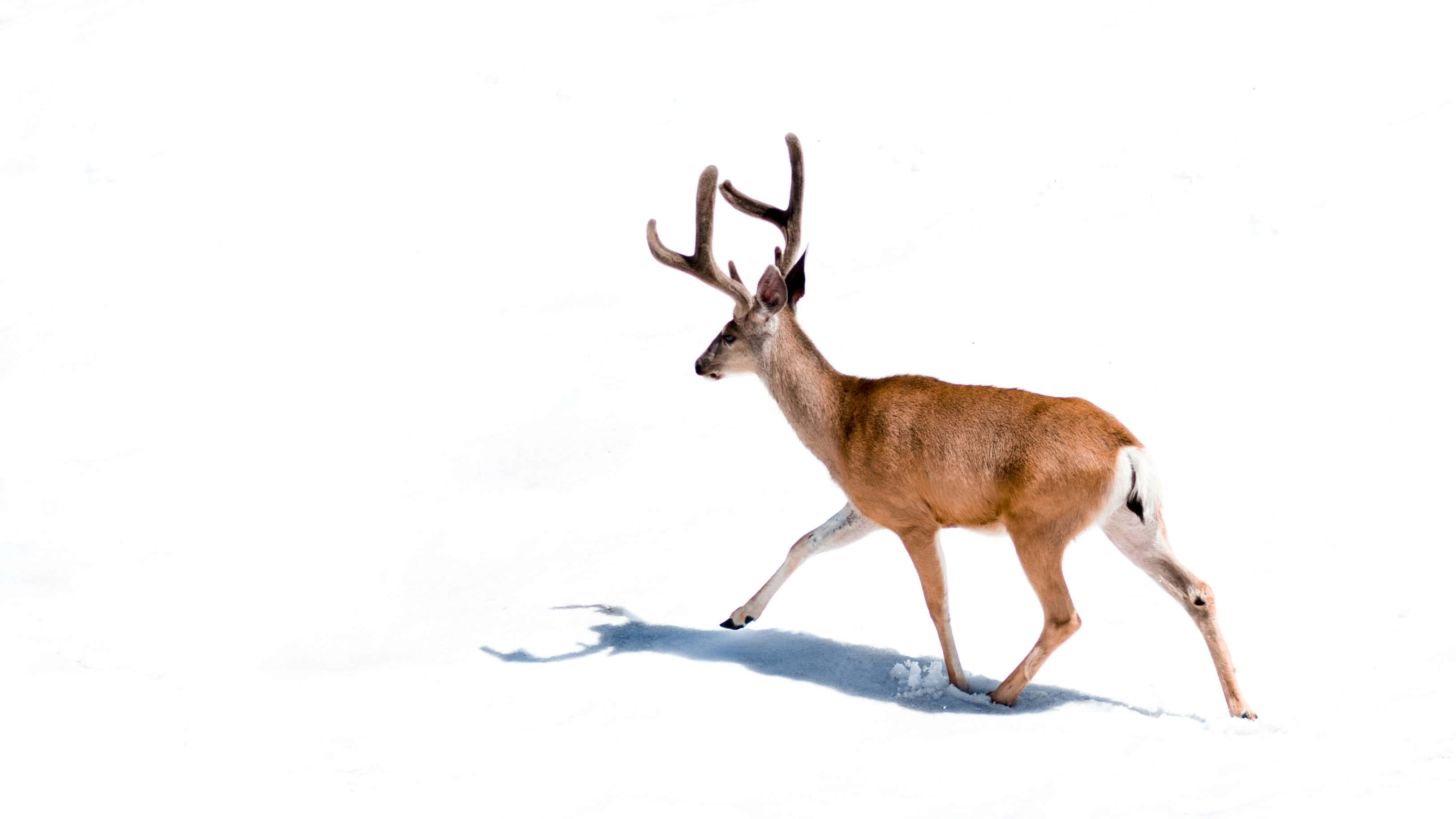 Stag, snowy field, bright sunlight, 2K Desktop Wallpaper