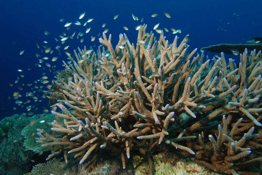 Staghorn Coral Wallpapers