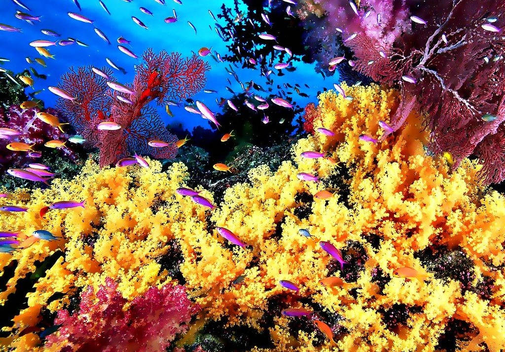 yellow coral, vibrant yellow, pink, SD Desktop Wallpaper