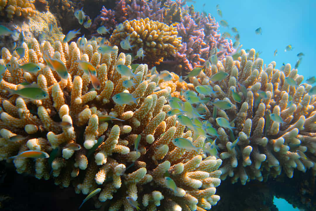 vibrant orange coral, purple coral formations, small fish, SD Desktop Wallpaper