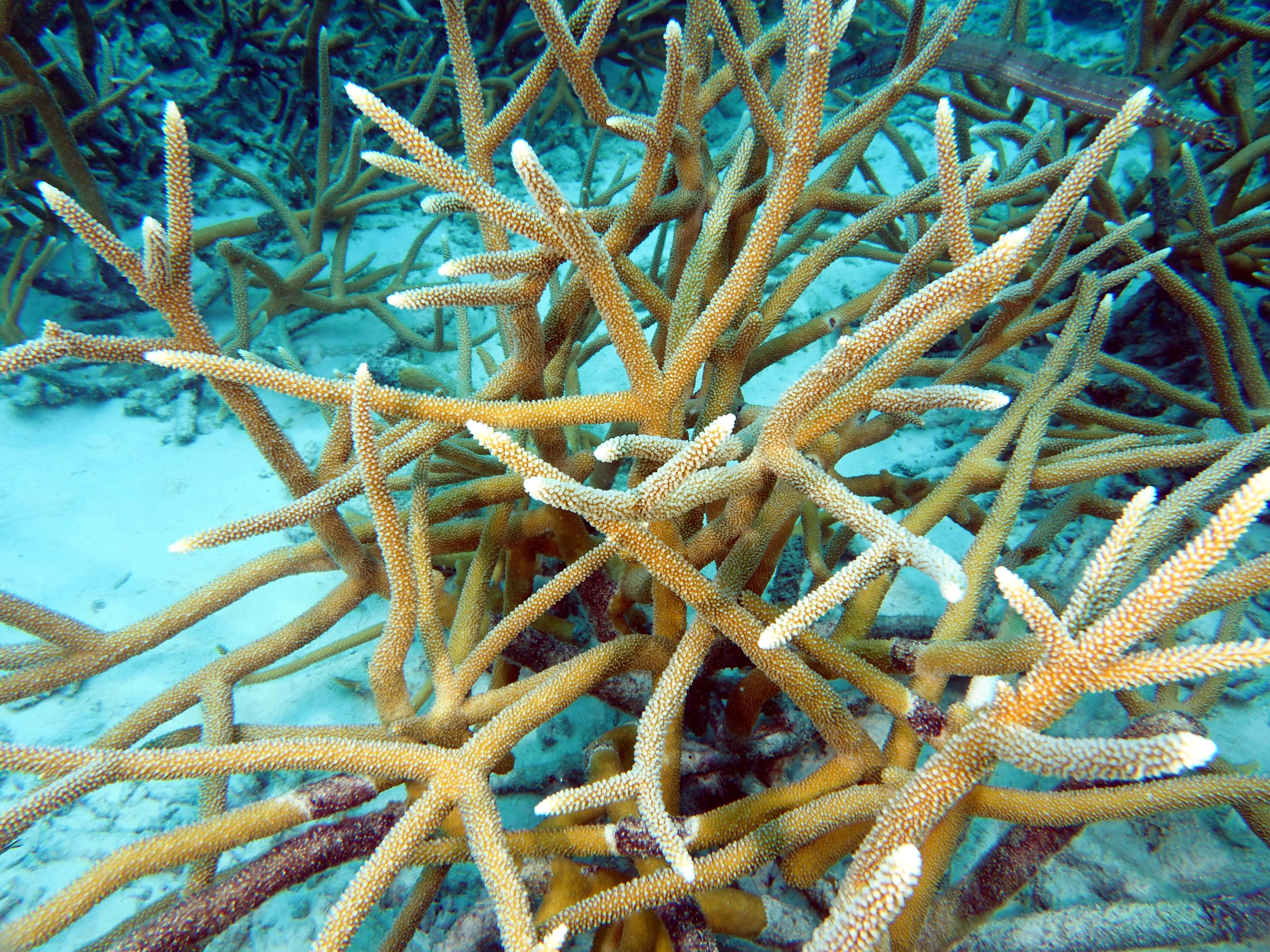 Staghorn Coral, golden-brown, white tips, 5K Desktop Wallpaper
