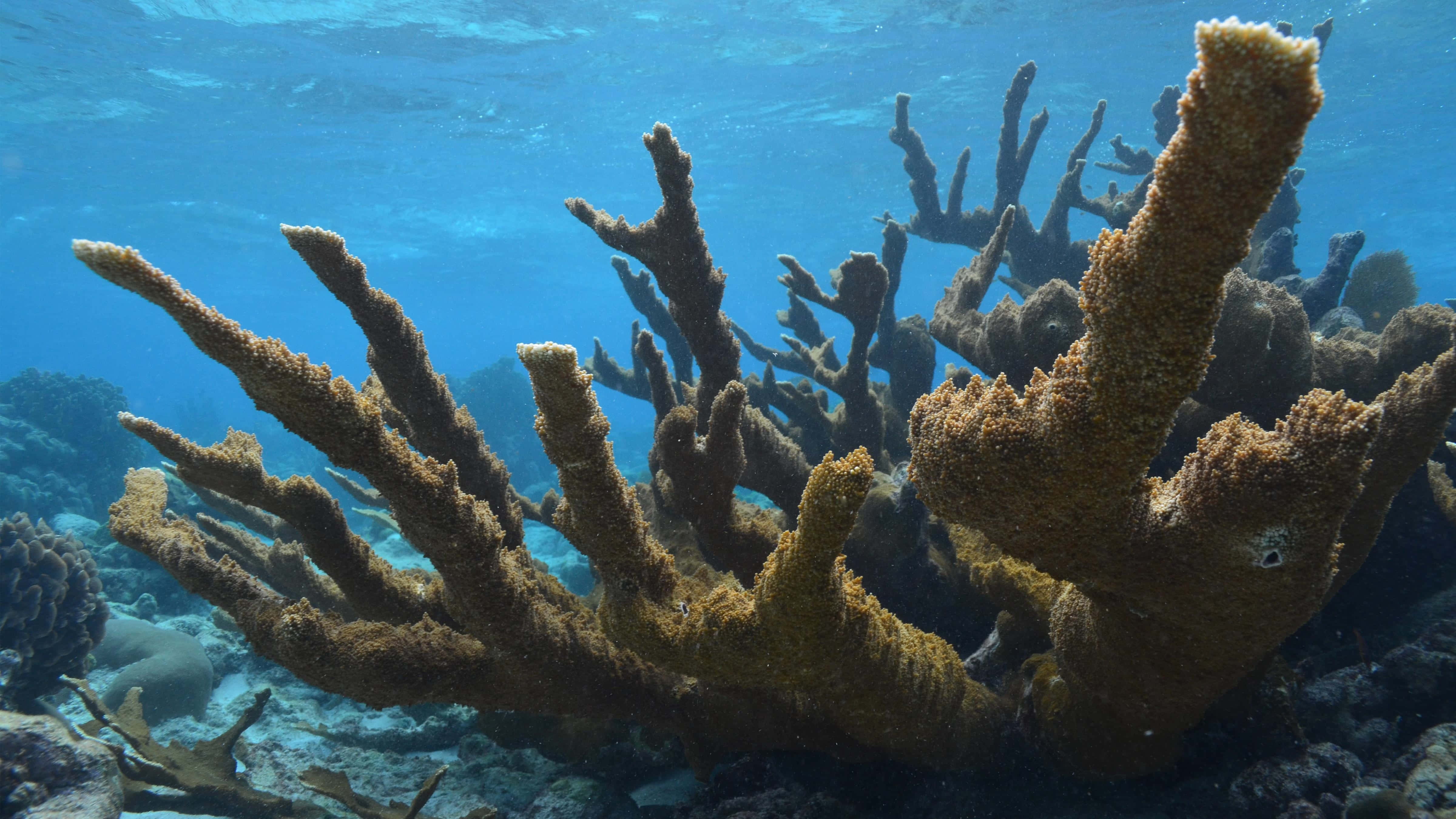 Staghorn Coral, underwater landscape, branching brown and tan corals, 4K Desktop Wallpaper