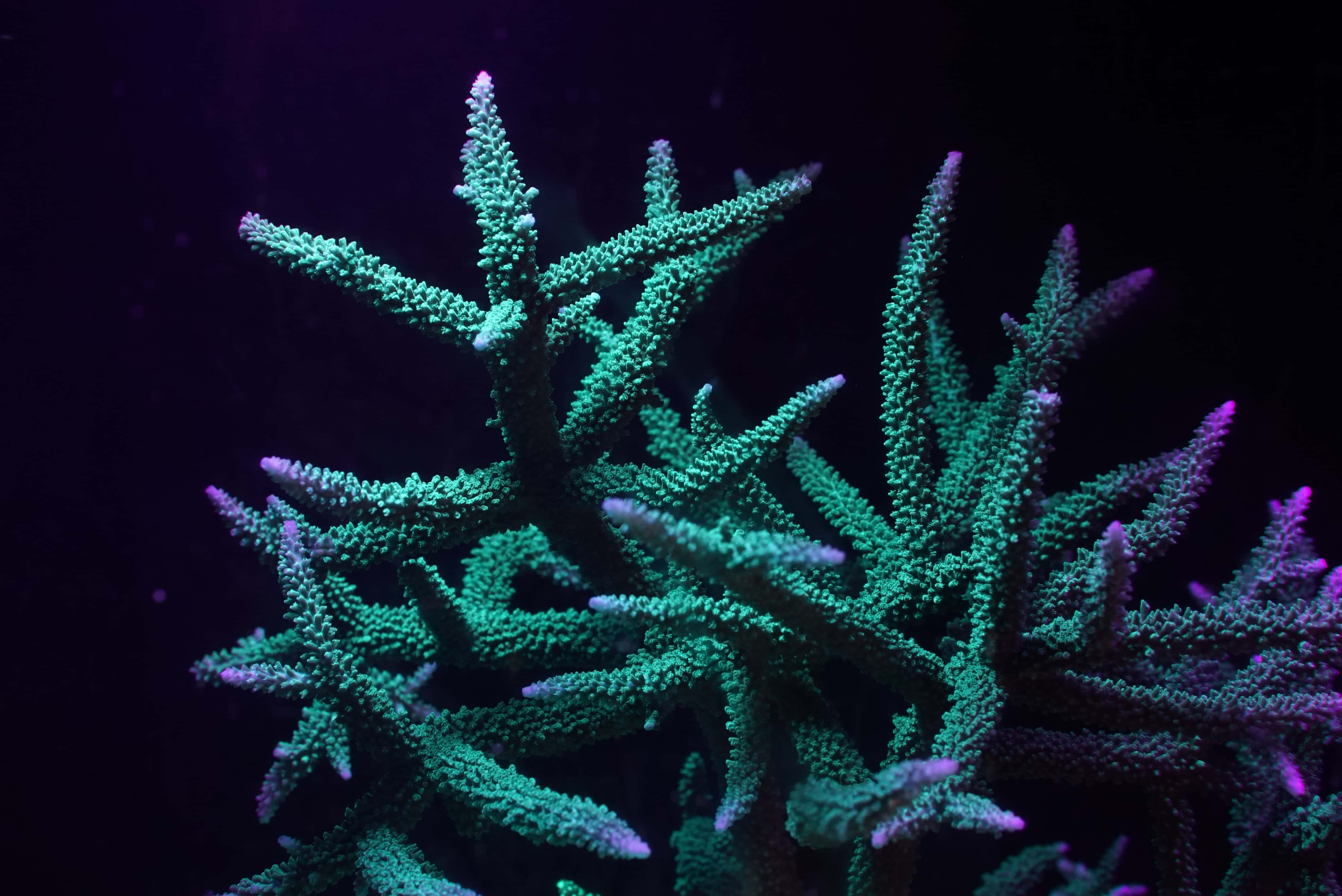 glowing staghorn coral, deep blue water, neon light, 4K Desktop Wallpaper