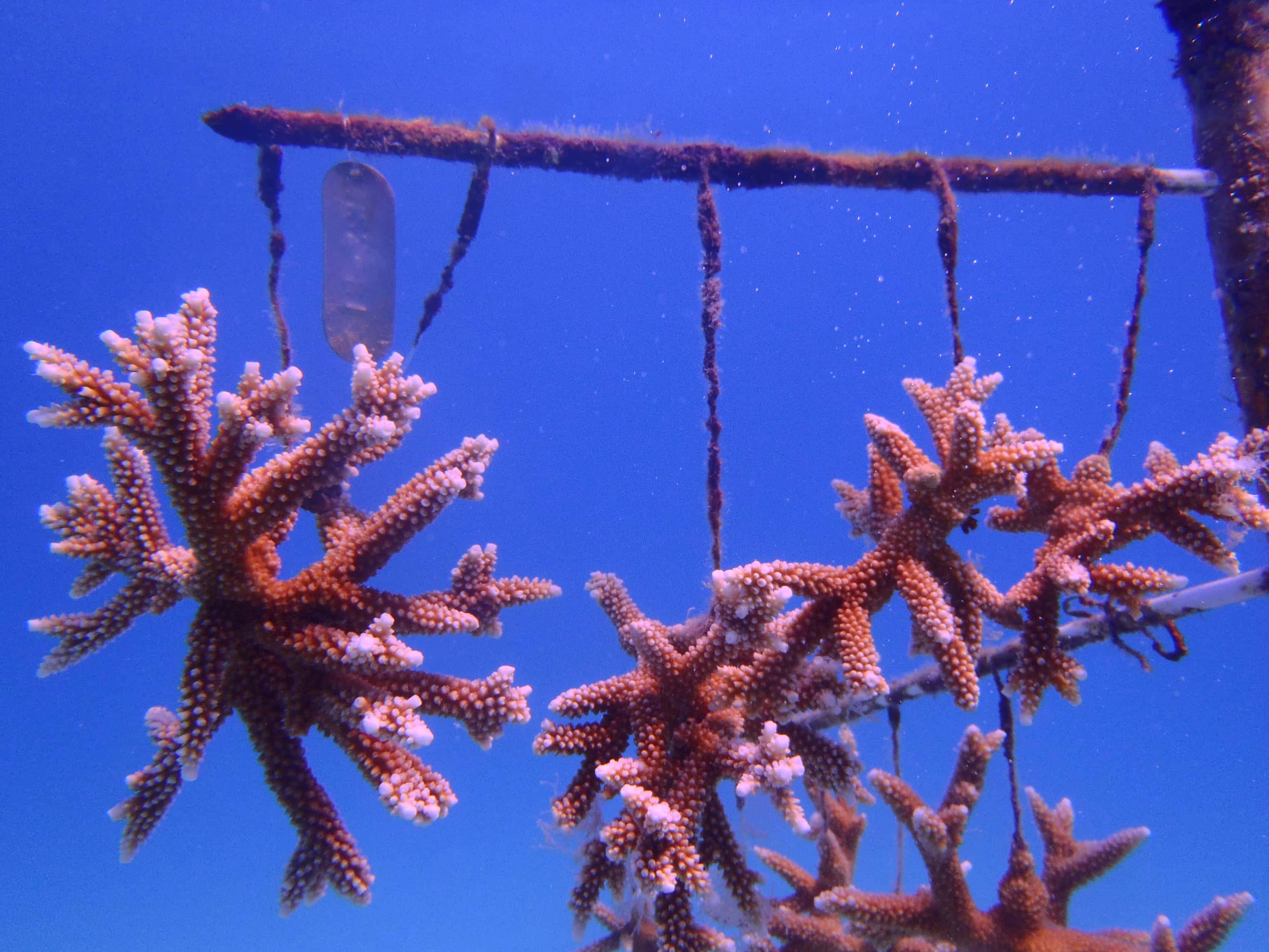 Staghorn Coral, vibrant orange, submerged metal bars, 2K Desktop Wallpaper