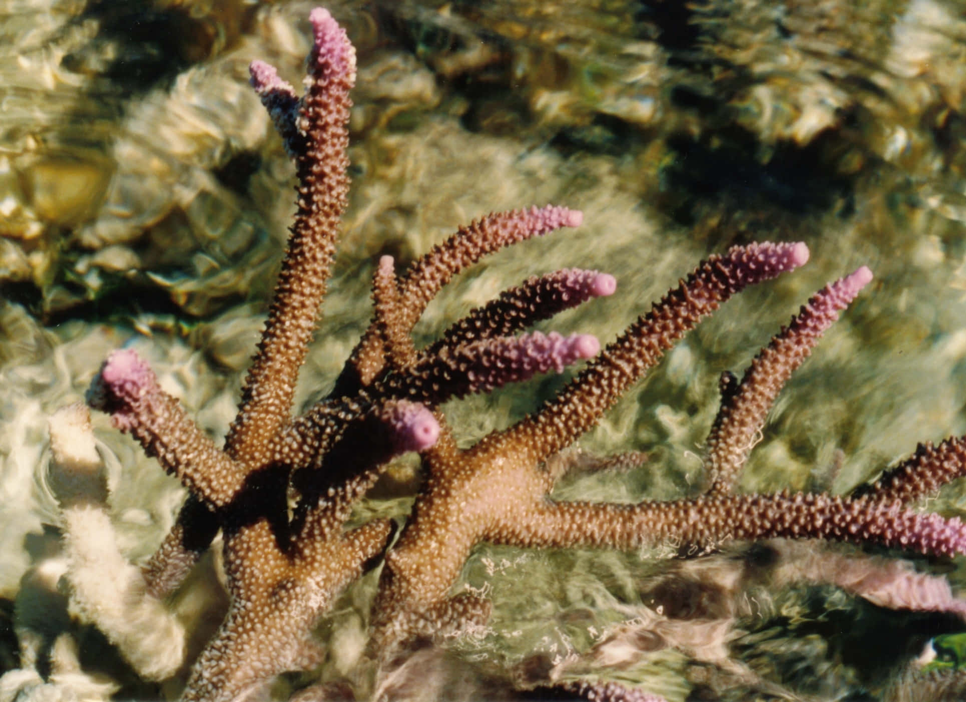 Staghorn Coral, pink-tipped polyps, shallow clear water, Full HD Desktop Wallpaper