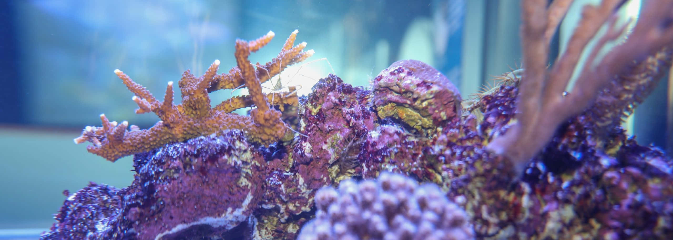 Staghorn Coral, aquarium display, vibrant orange coral, 2K Desktop Wallpaper