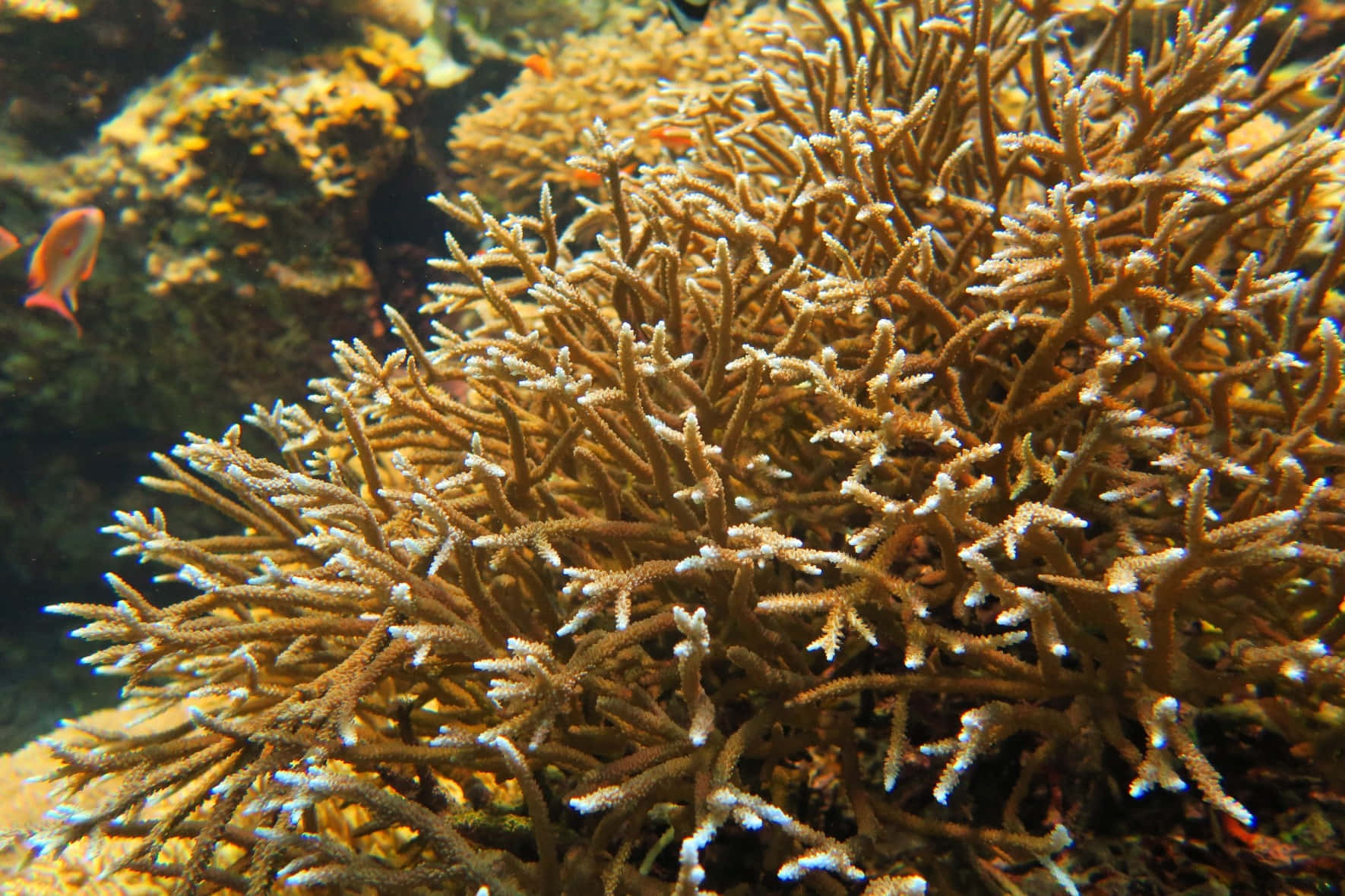 Staghorn Coral, underwater scene, brown coral, HD Desktop Wallpaper