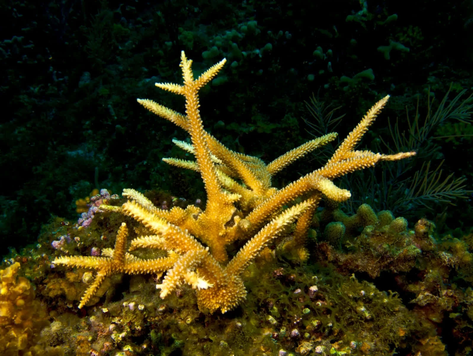 Staghorn Coral, vibrant yellow, spiky branches, HD Desktop Wallpaper