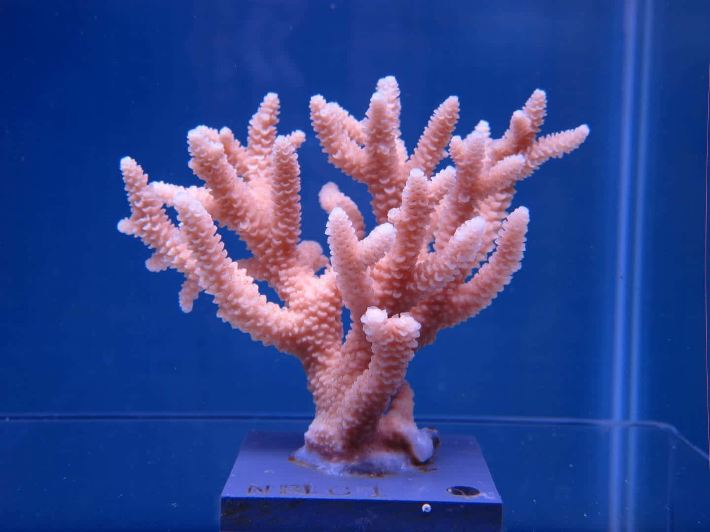 Staghorn Coral, pink coral, textured branches, HD Desktop Wallpaper