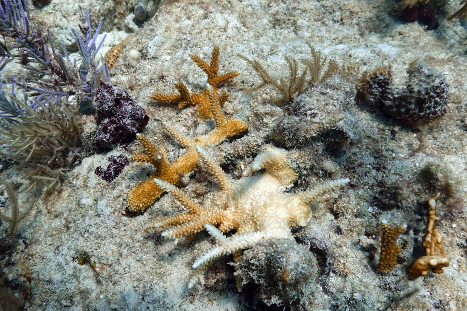 Staghorn Coral, underwater scene, orange and white starfish, HD Desktop Wallpaper