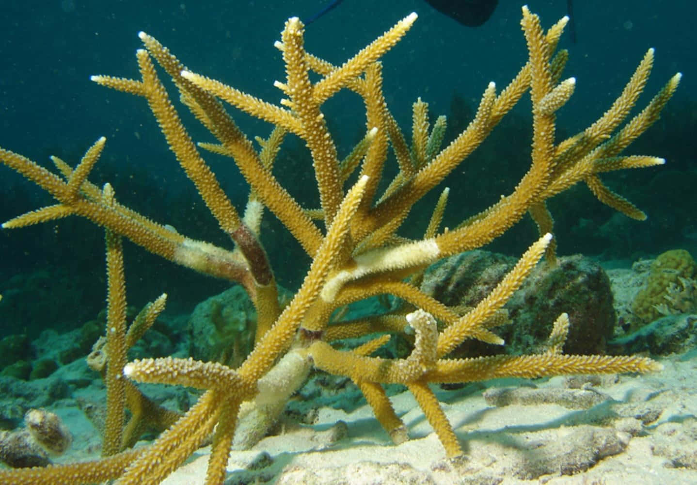 Staghorn Coral, vibrant yellow, textured branches, HD Desktop Wallpaper