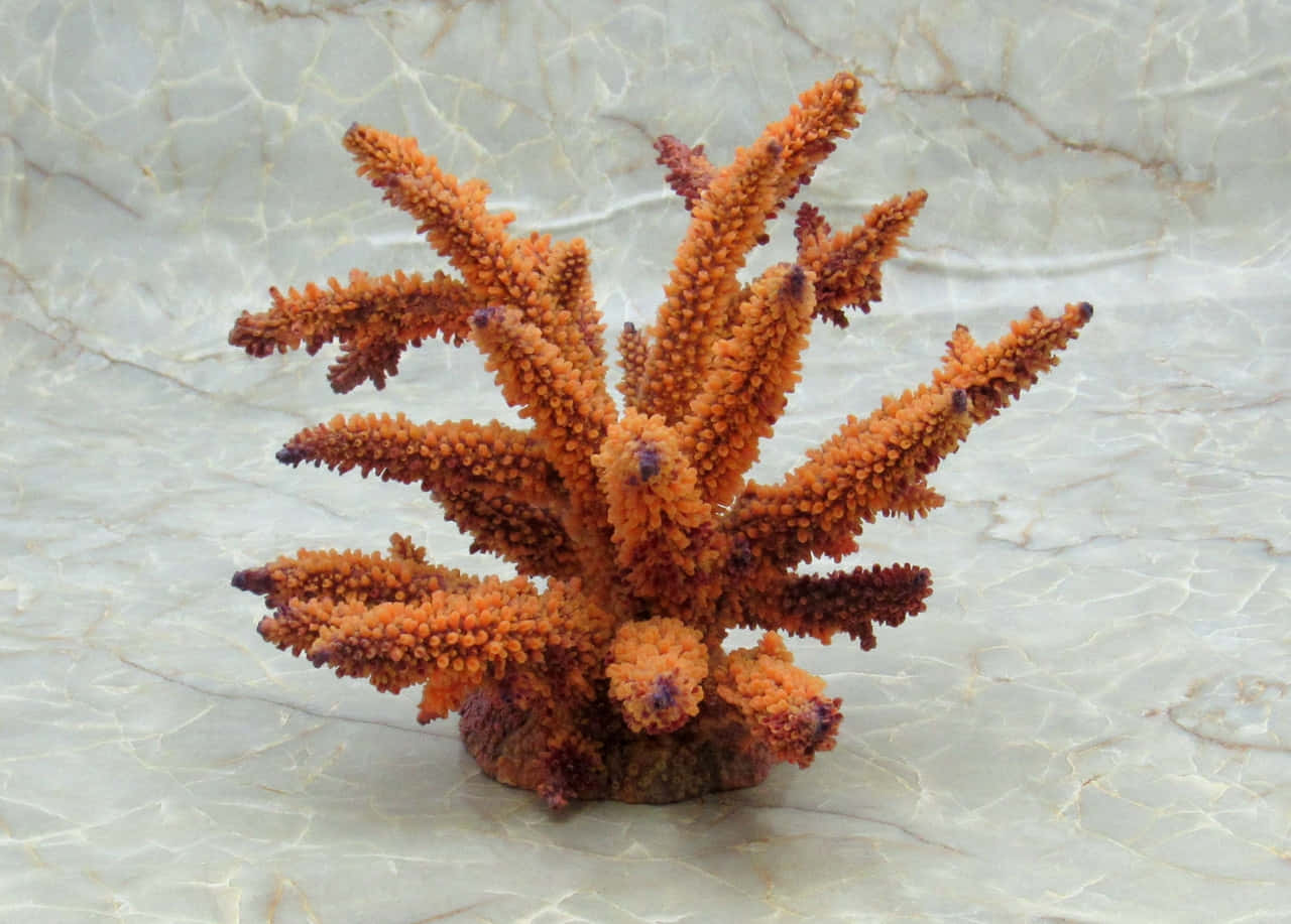 Staghorn Coral, vibrant orange, textured spiky branches, HD Desktop Wallpaper
