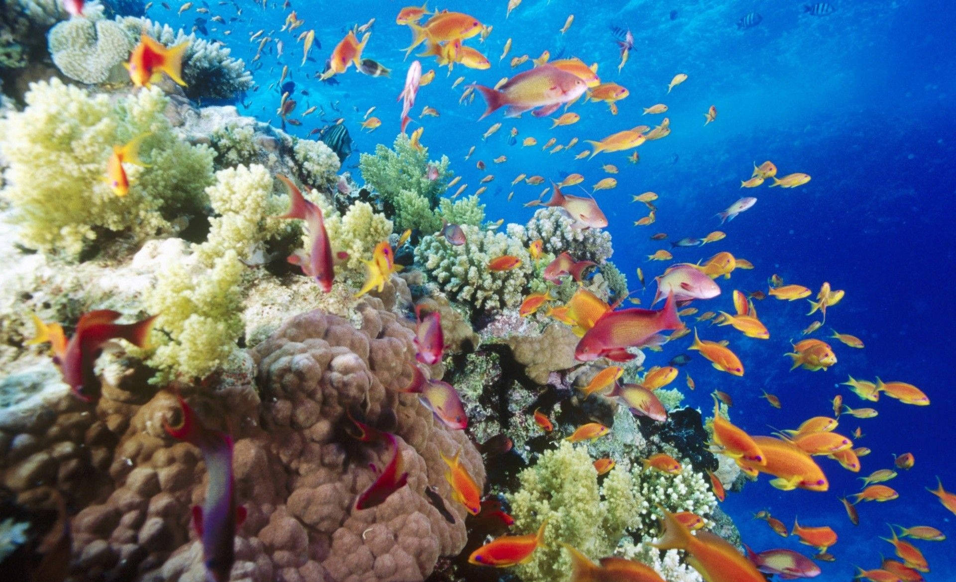 colorful fish coral, vibrant orange, pink fish, Full HD Desktop Wallpaper