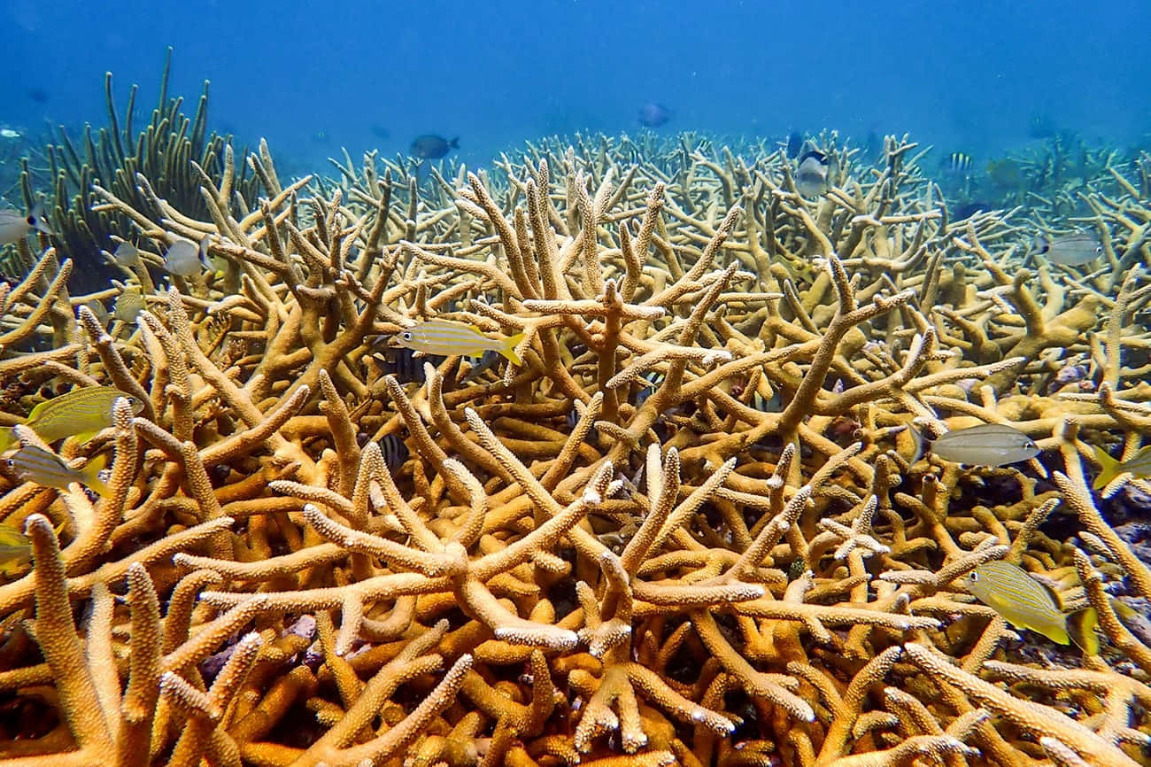 staghorn coral, golden-brown, silver fish, HD Desktop Wallpaper