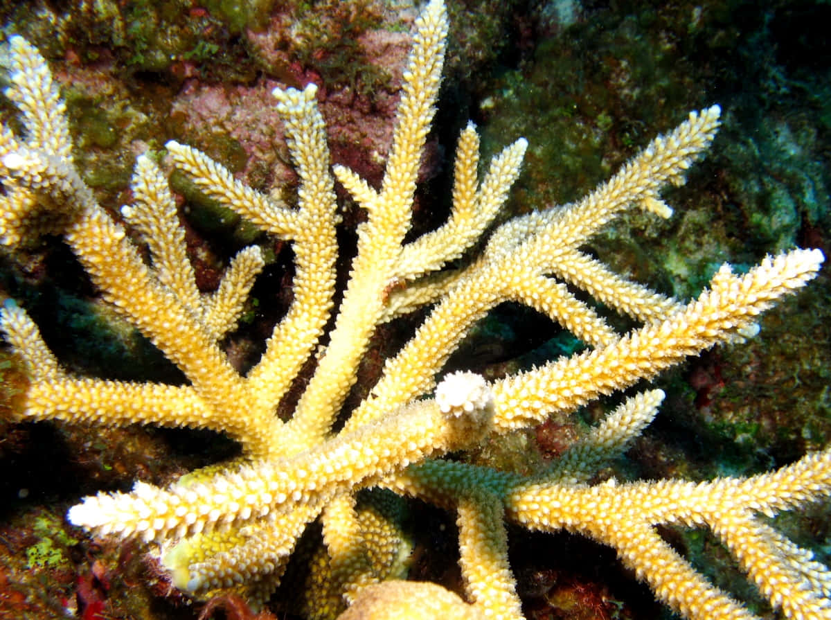 Staghorn Coral, vibrant yellow, intricate branching structures, SD Desktop Wallpaper