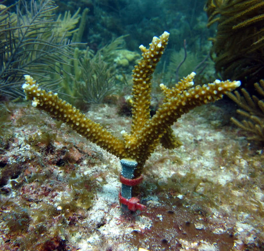 Staghorn Coral, vibrant yellow coral, white tips, SD Desktop Wallpaper