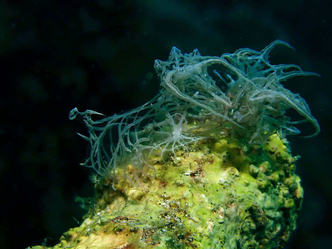 Delicate Nudibranchon Coral, translucent sea creature, feathery appendages, SD Desktop Wallpaper