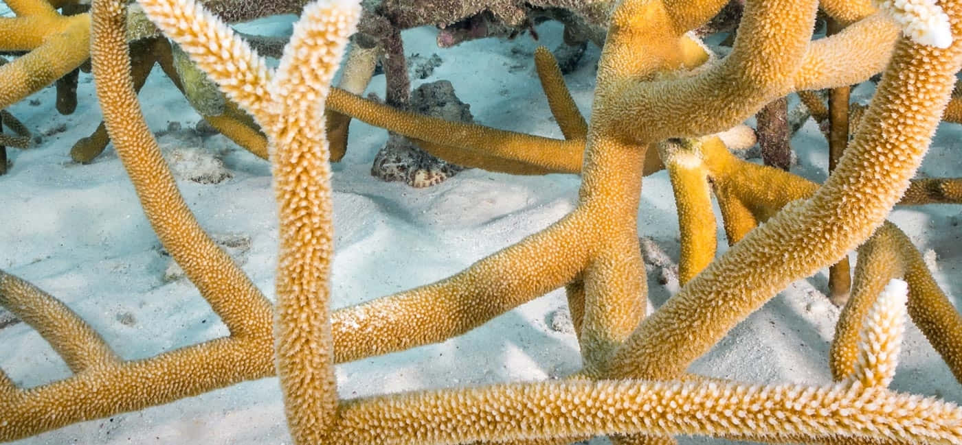 Staghorn Coral, vibrant yellow, textured ridges, HD Desktop Wallpaper