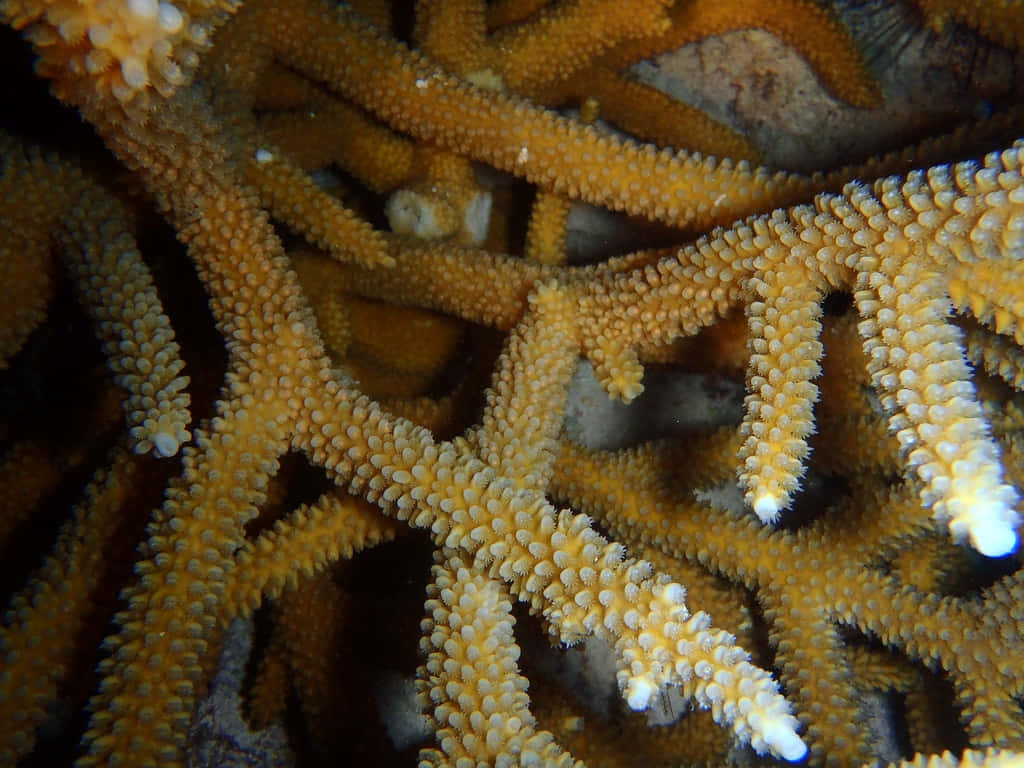 Staghorn Coral, vibrant orange, textured branches, SD Desktop Wallpaper