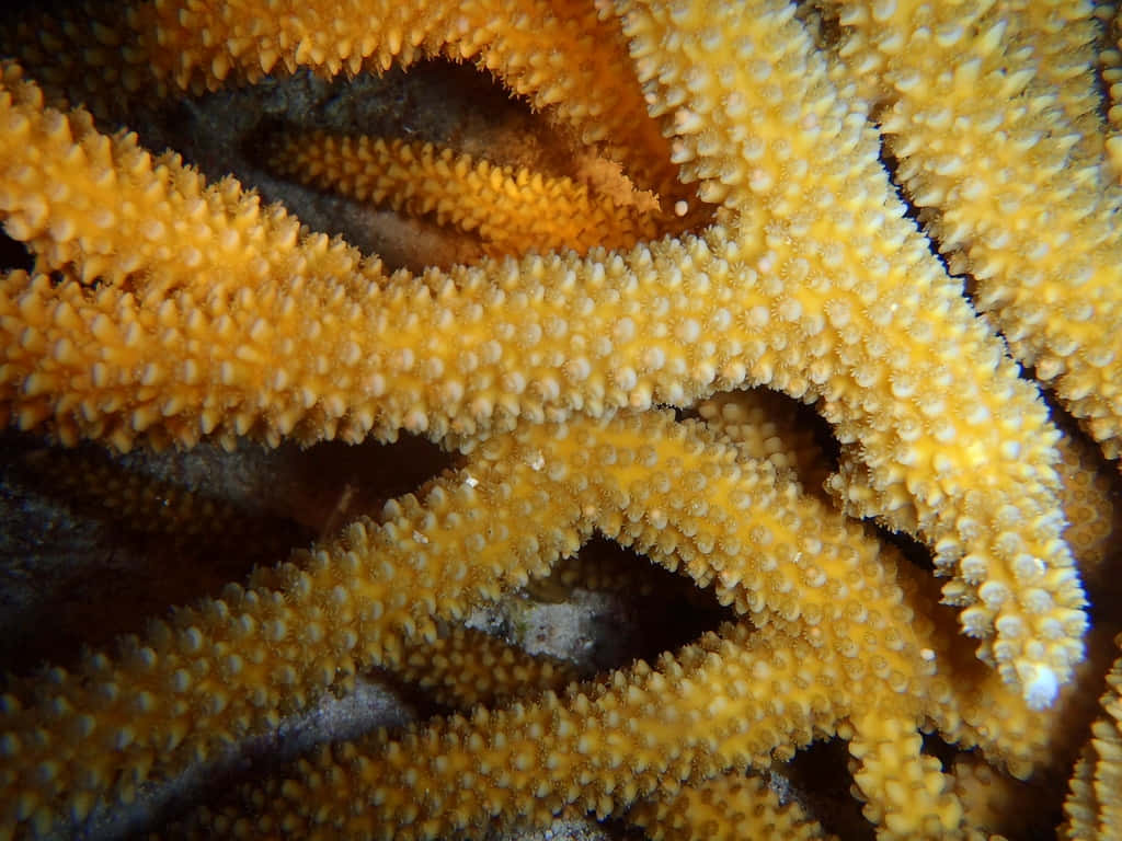 staghorn coral, vibrant orange, textured spiny branches, SD Desktop Wallpaper