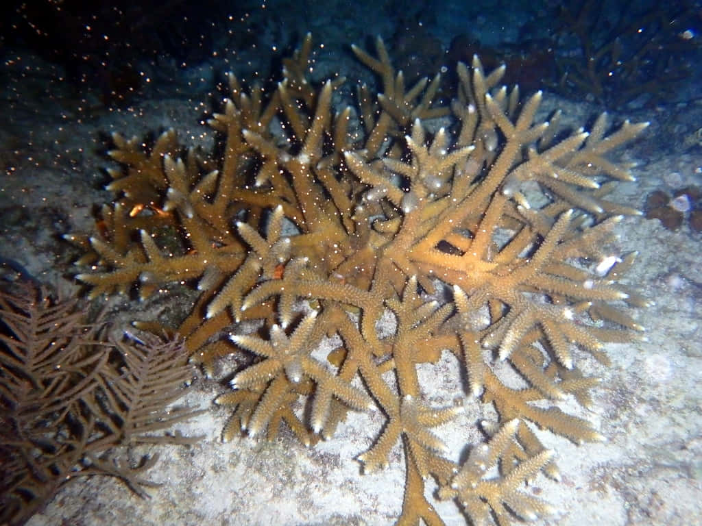 Staghorn Coral, brownish-orange arms, white tips, SD Desktop Wallpaper