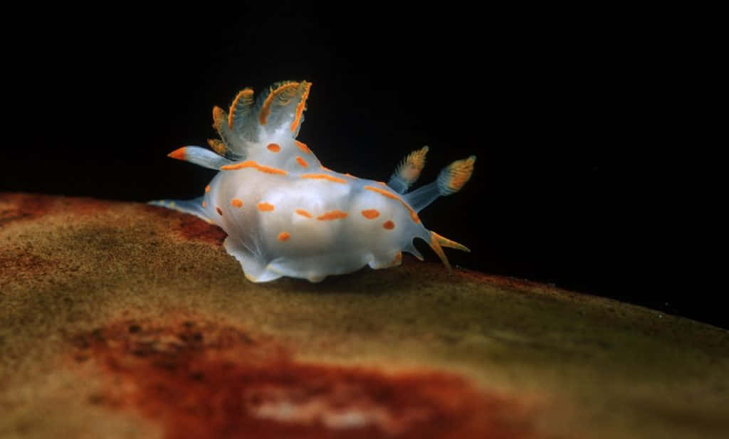 Colorful Nudibranchon Coral, translucent white sea slug, orange spots, SD Desktop Wallpaper