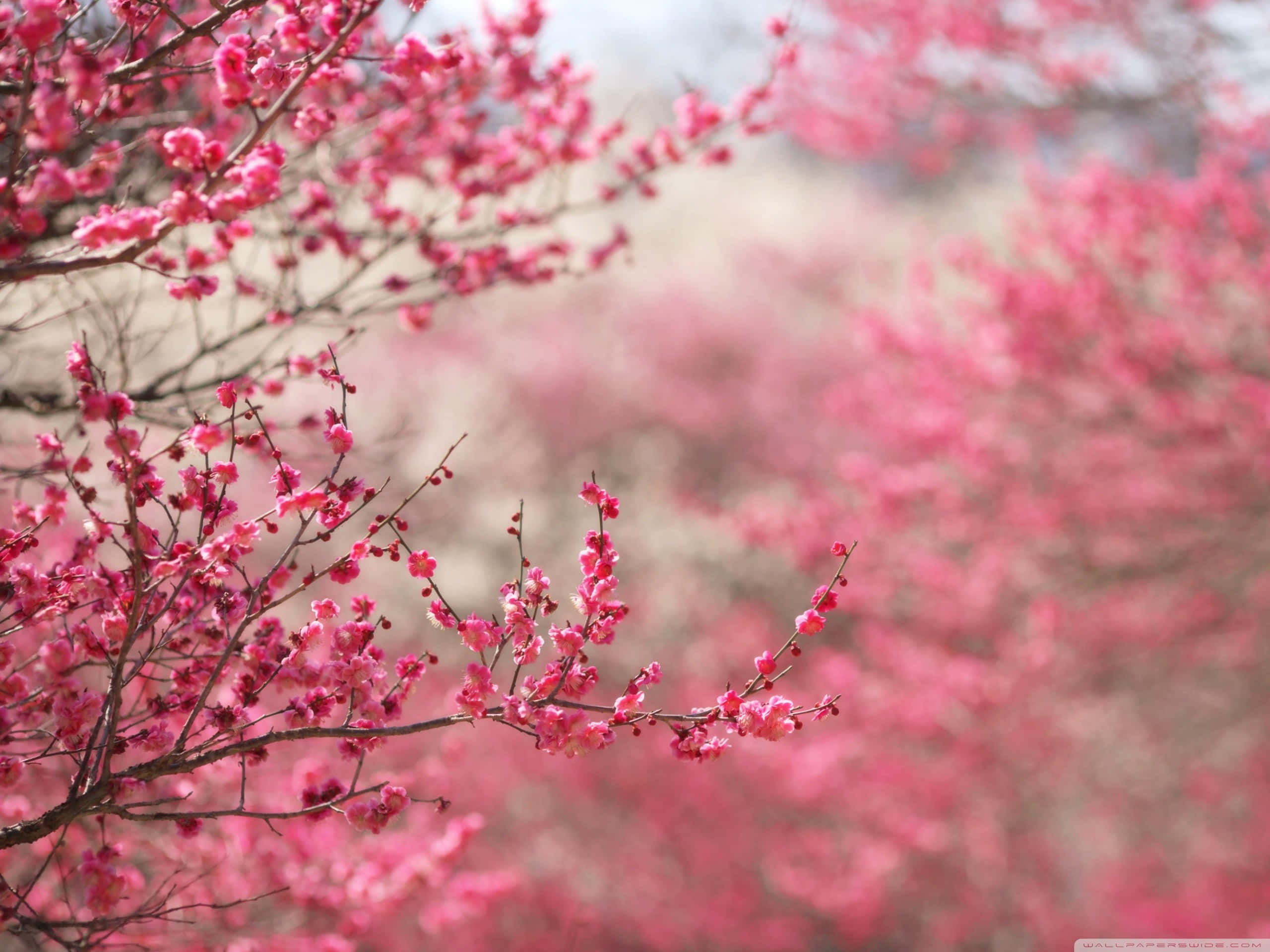 Standard, pink cherry blossom tree, vibrant pink cherry blossoms, 2K Desktop Wallpaper
