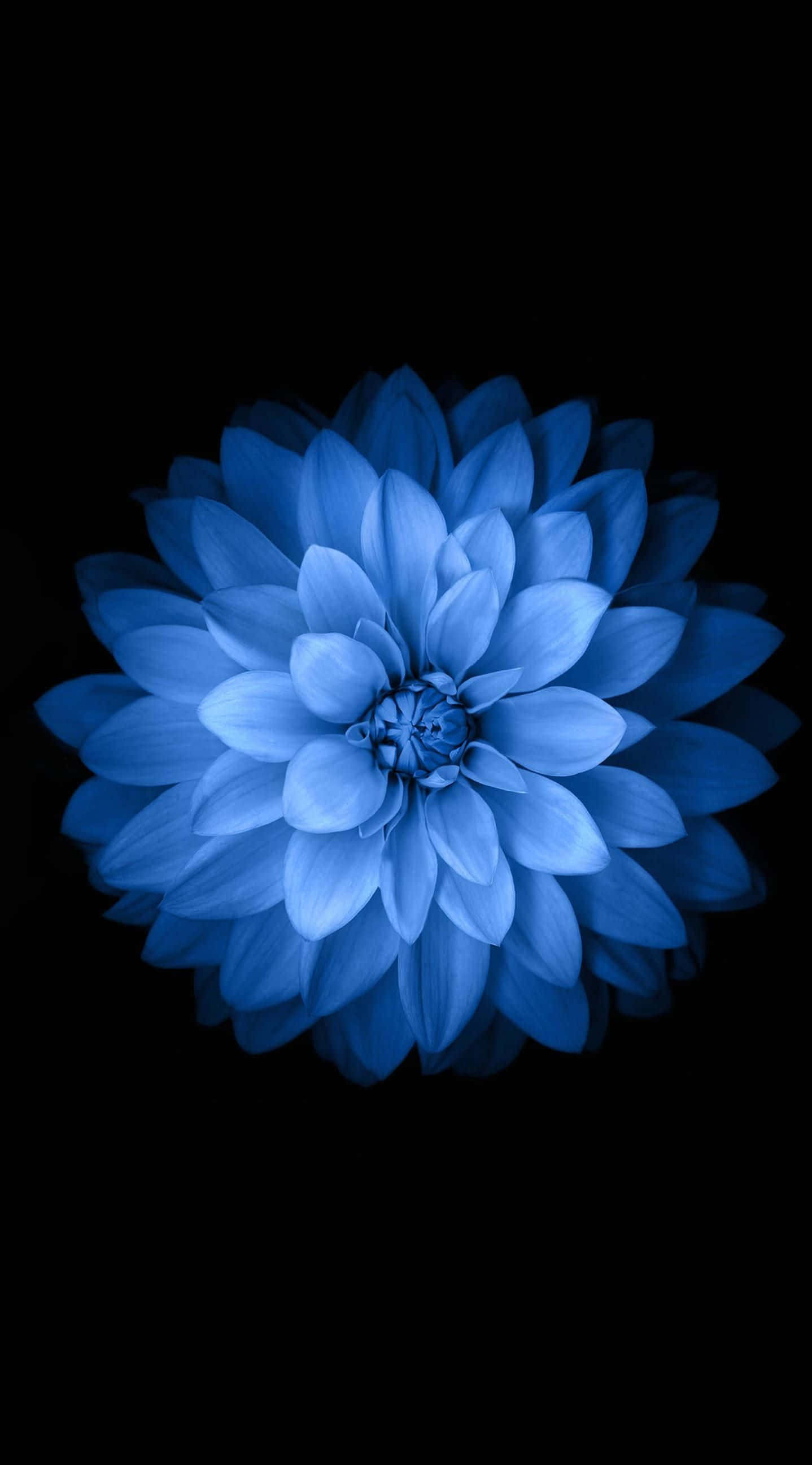 Standard, blue flower, dahlia, 2K Phone Wallpaper